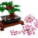 Bonsai Tree