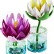 Water Lilies