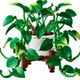 Hanging Golden Pothos
