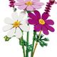 Cosmos Flowers