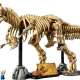 Dinosaur Fossils: Tyrannosaurus Rex