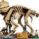 Dinosaur Fossils: Triceratops